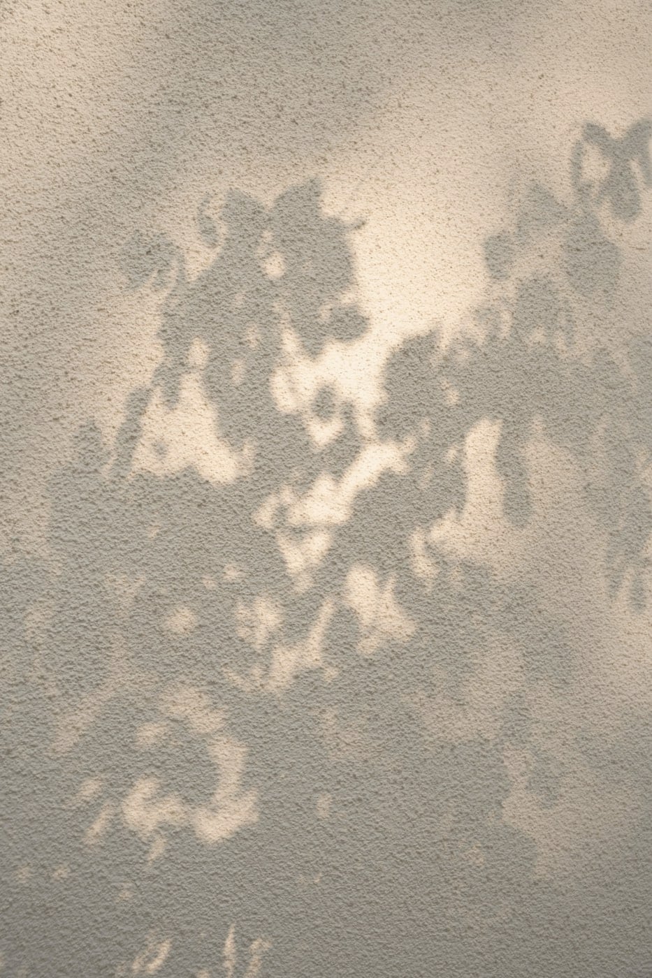 Ombres de feuillage sur un enduit minéral clair, lumière naturelle douce